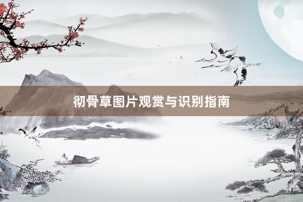彻骨草图片观赏与识别指南